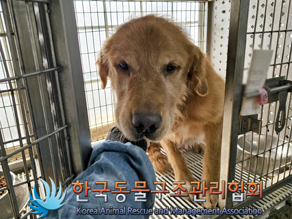 종료(반환) 골든 …